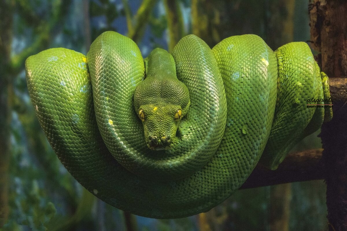 Green tree Phyton. - Al Pashang 