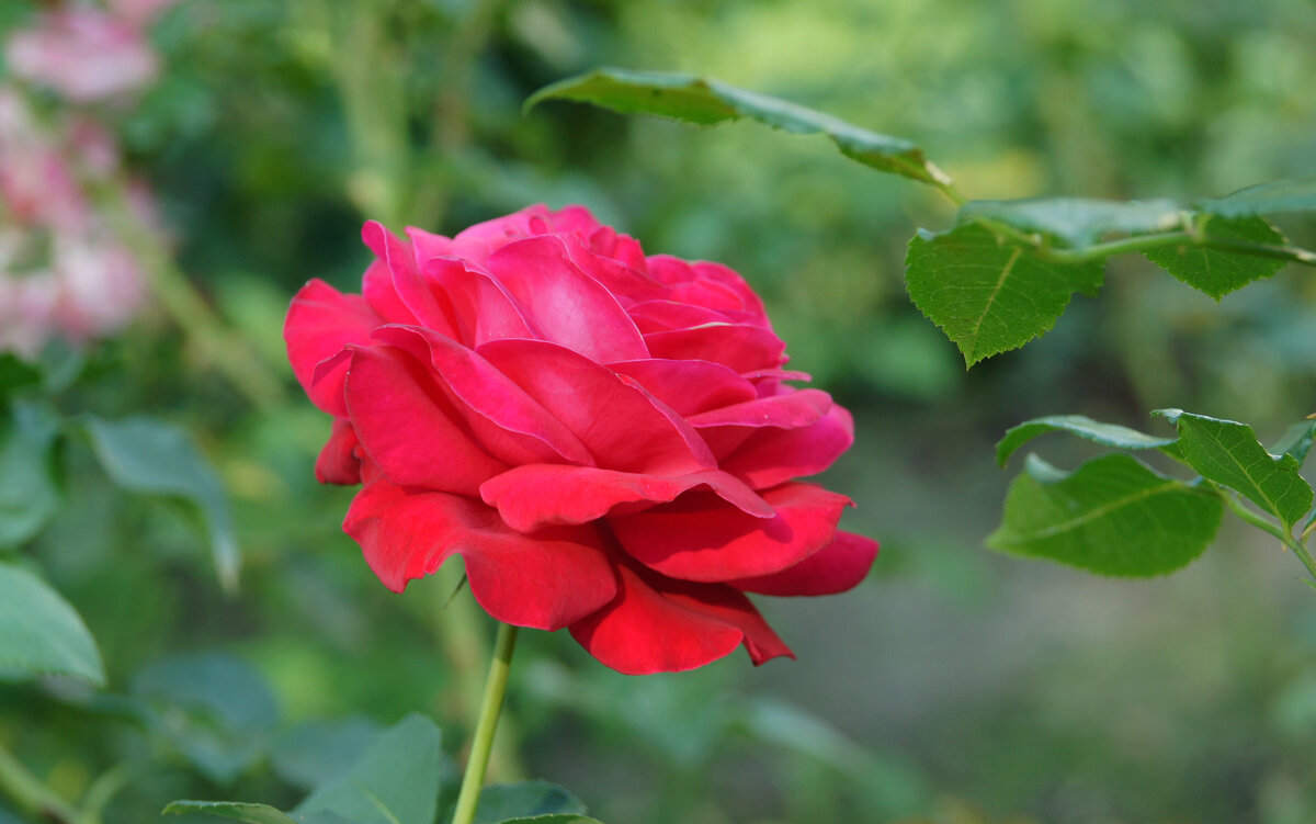 Розы в Спасском - Елена Кирьянова