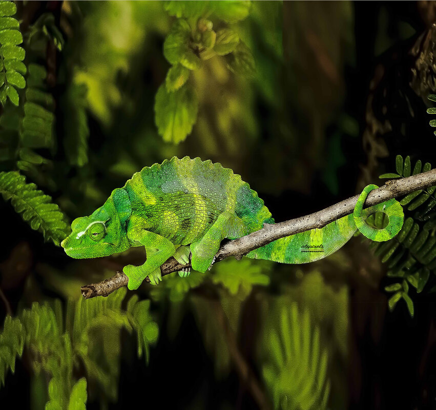 chameleon - Al Pashang 