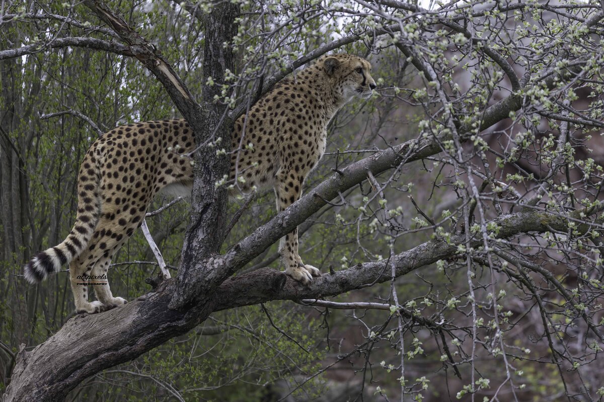 Cheetah climbed on a tree. - Al Pashang 