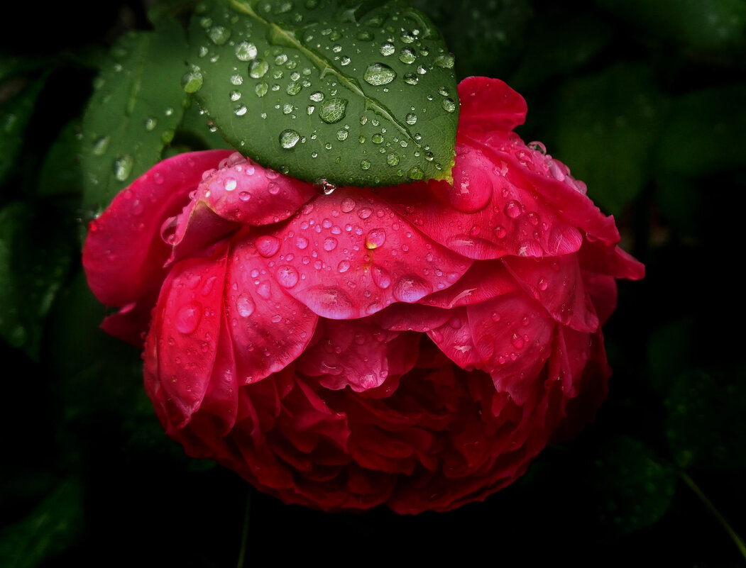 Роза и дождь. - Nata 