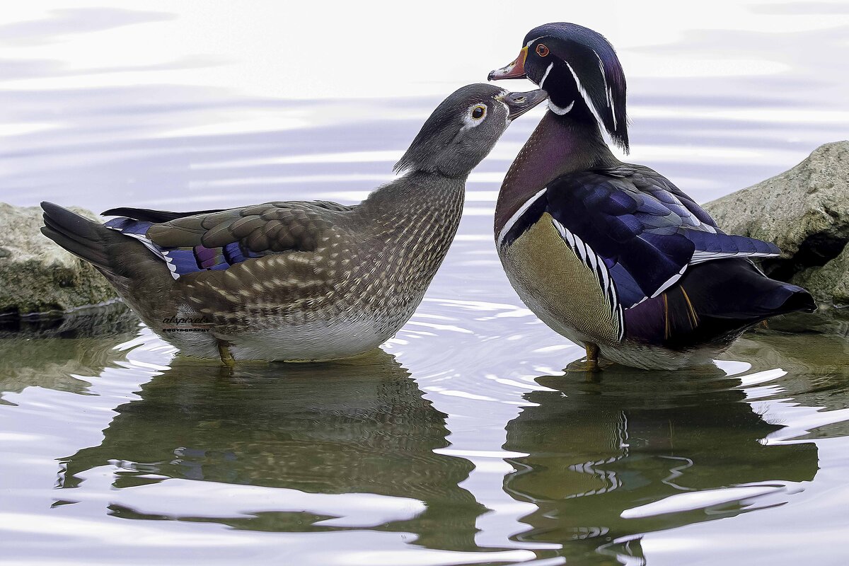 Wood duck - Al Pashang 