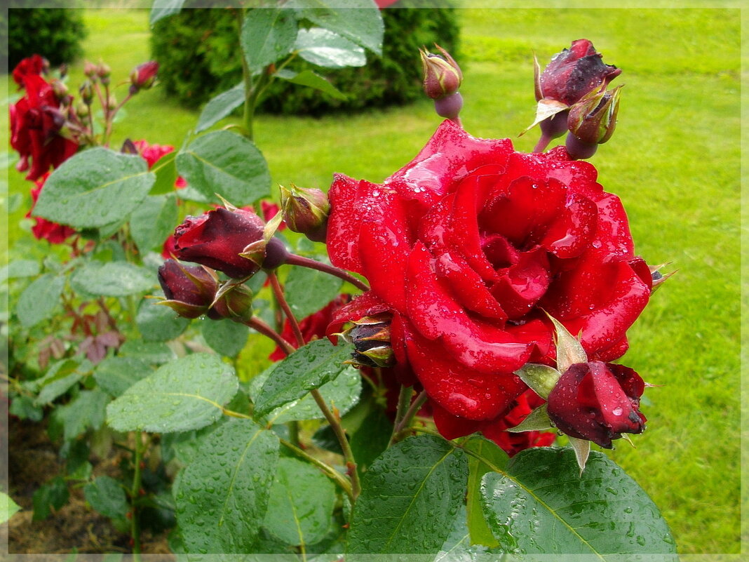 Роза в каплях дождя... - Лия ☼