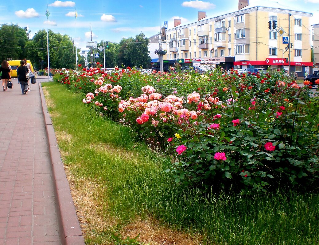 Городские цветы... - Роман Савоцкий