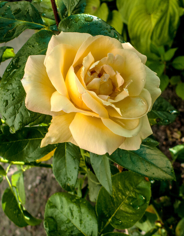Жёлтая роза после дождя - Валентин Семчишин