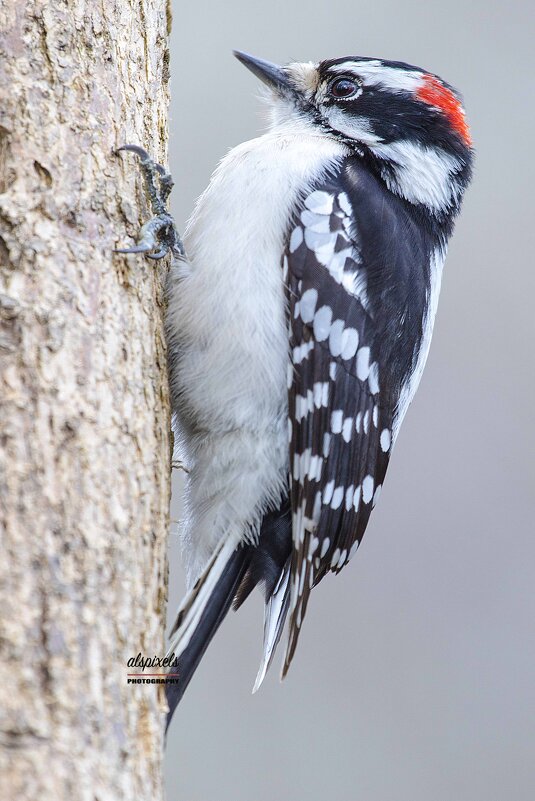 Downy woodpecker. - Al Pashang 