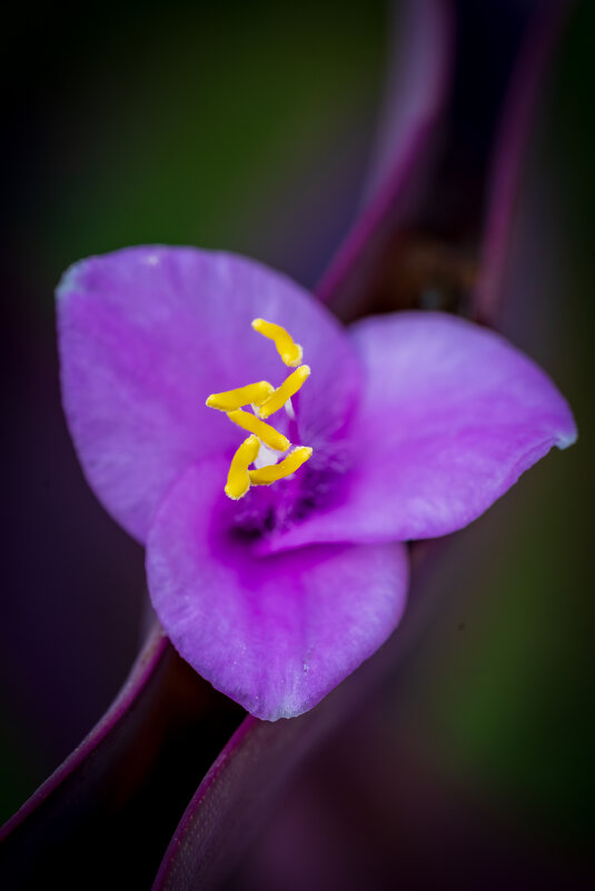 Tradescantia pallida - Referee (Дмитрий)