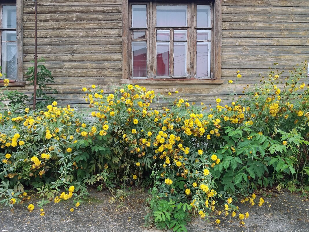 Цветы у дома - Galina Solovova