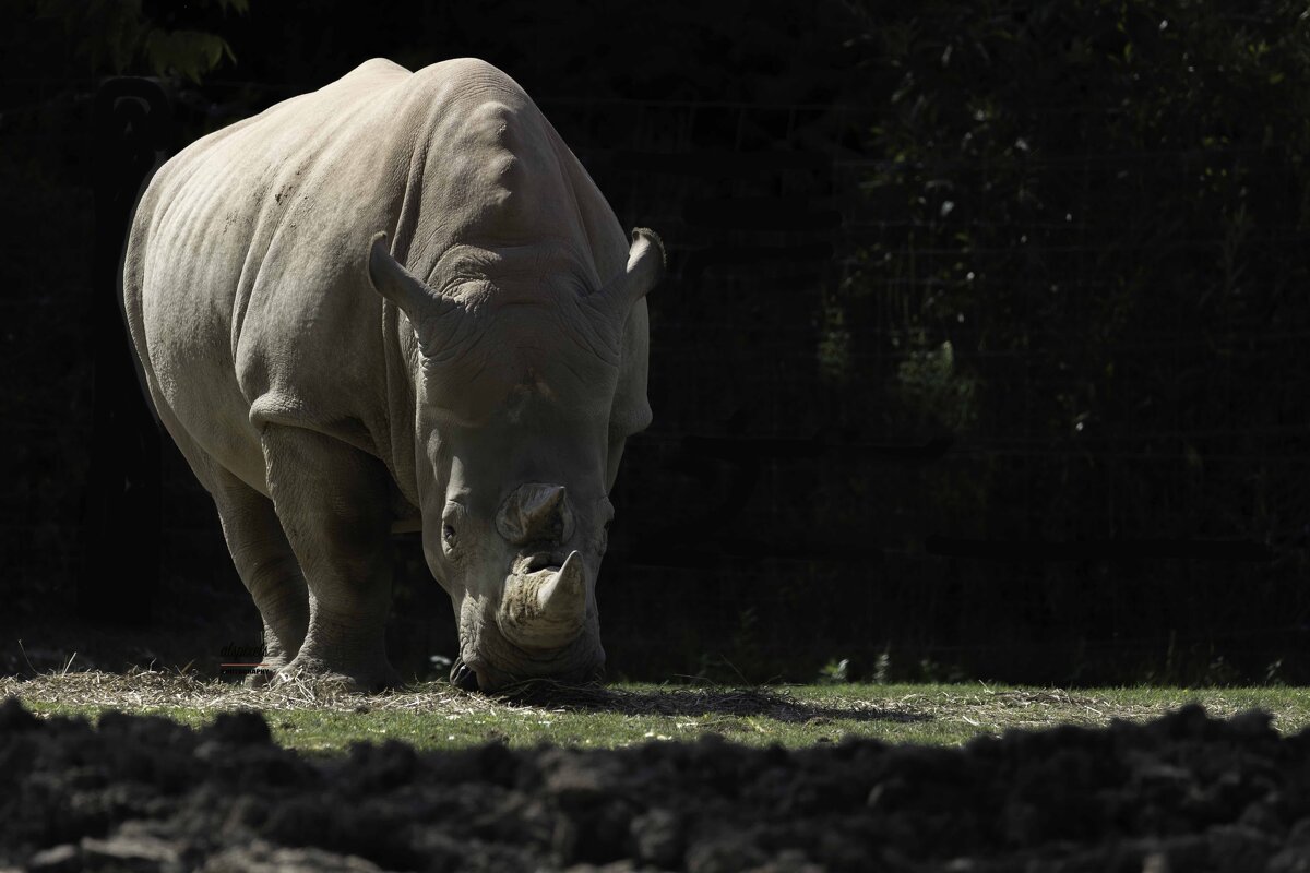 White Rhinoceros - Al Pashang 