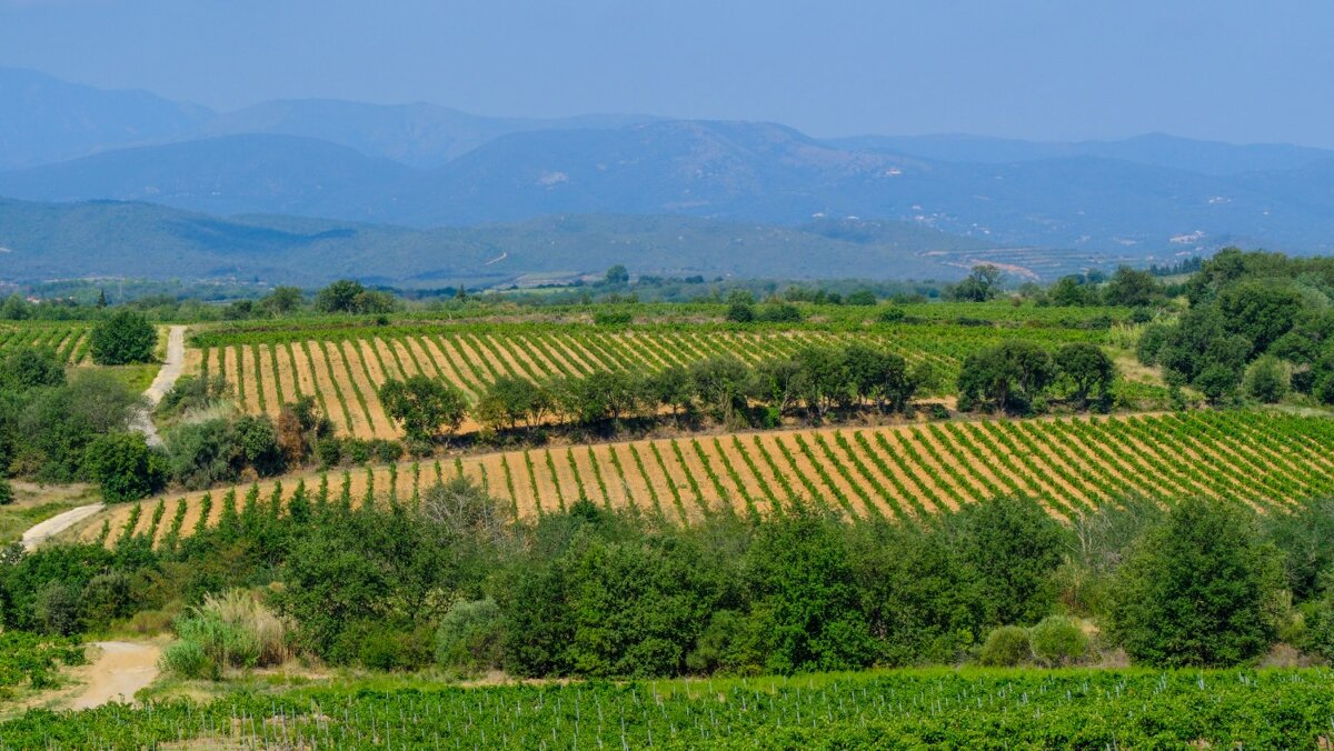 Виноградники юга Франции - Георгий А