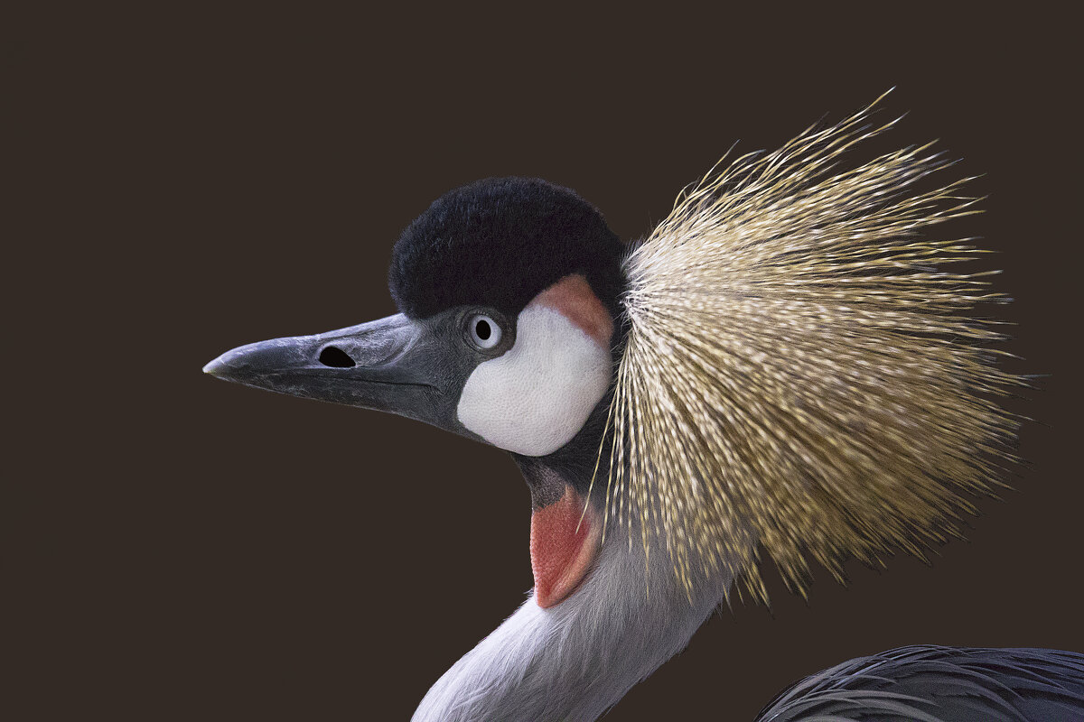 Grey-necked crowned crane - Al Pashang 