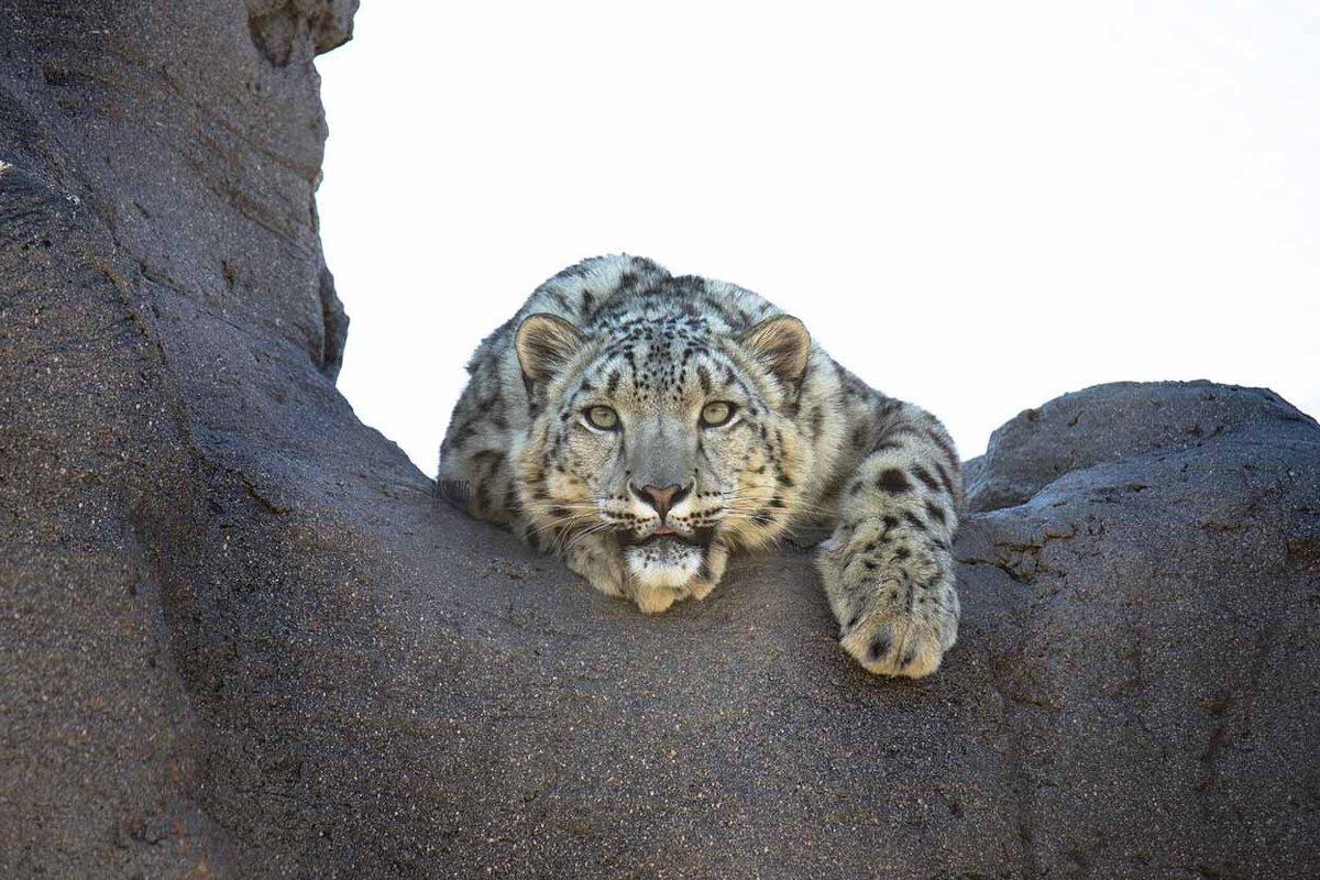 Snow leopard - Al Pashang 