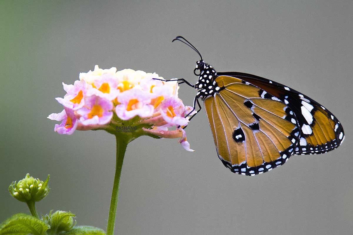 Butterfly - Al Pashang 