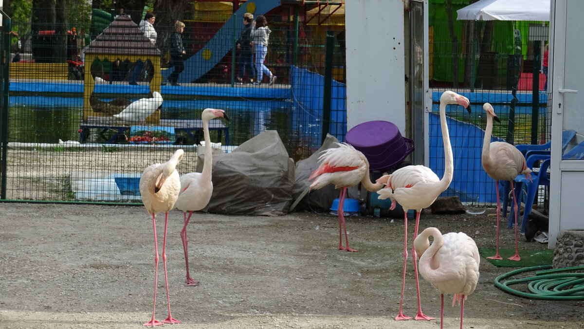 Фламинго в Ростовском зоопарке - Татьяна Р 