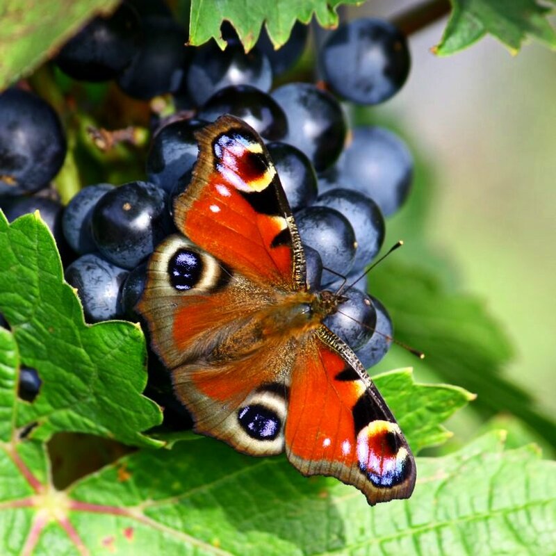 Бабочка и виноград - Юрий. Шмаков