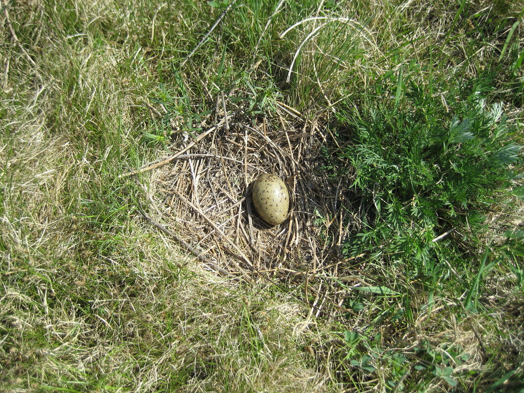 Гнездо сизой чайки - Anna Ivanova