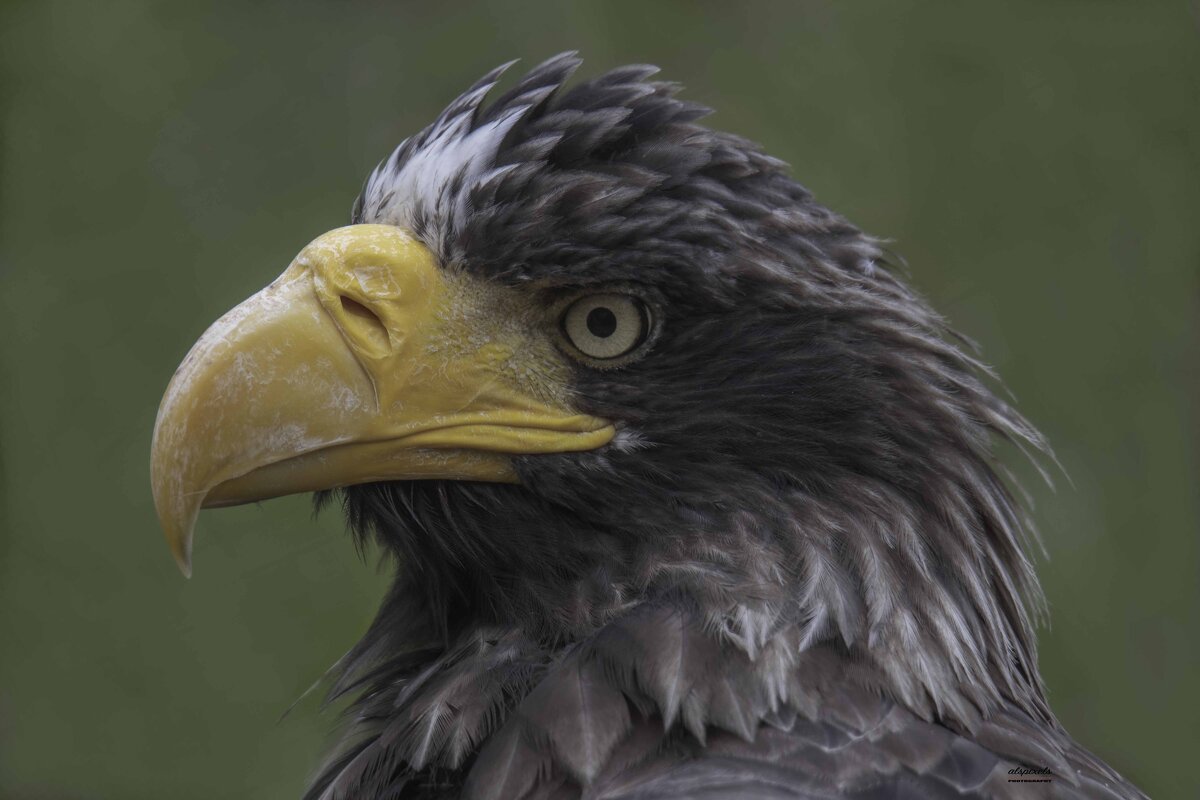 Steller&#39;s sea eagle - Al Pashang 