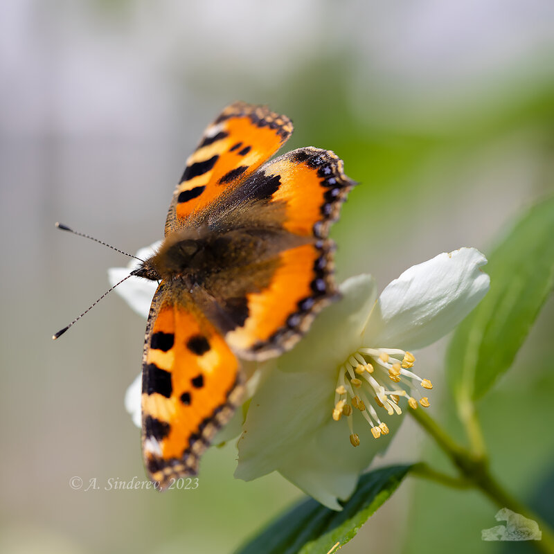 Бабочка на цветке - Александр Синдерёв