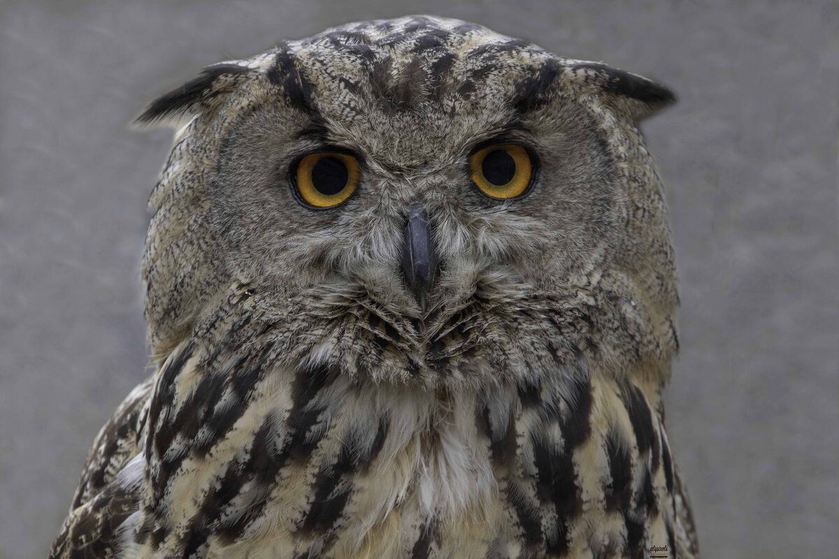 Eagle owl - Al Pashang 