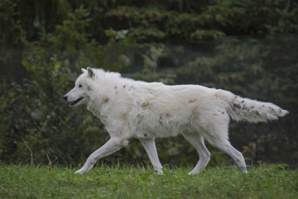 Arctic wolf - Al Pashang 