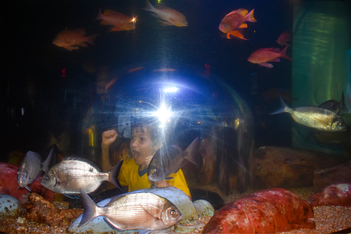 аквариум Рипли - Nina Streapan