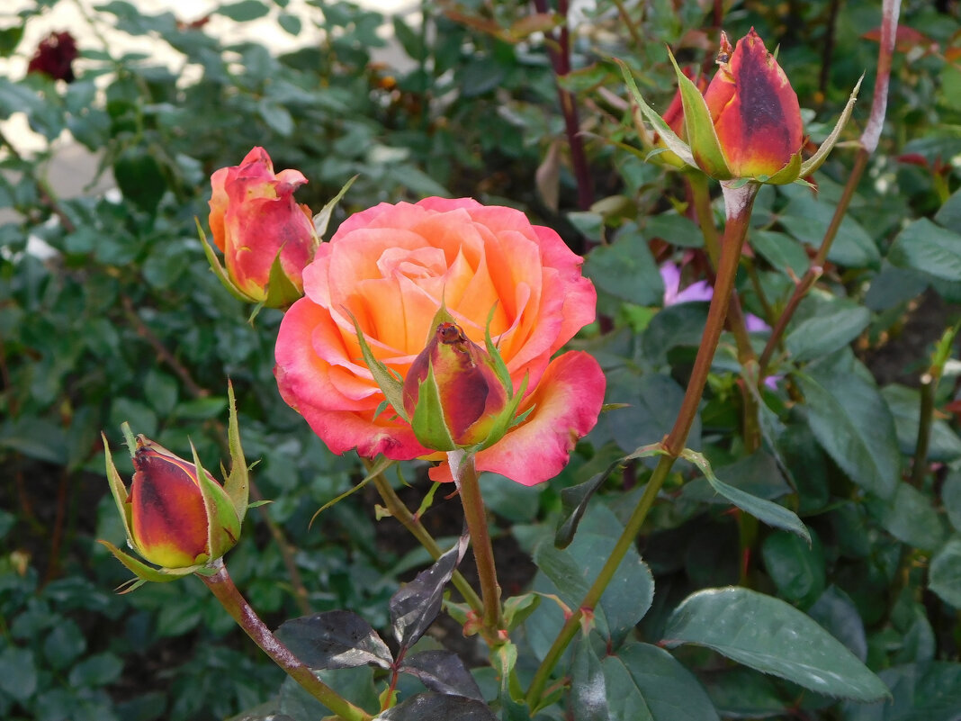 Куст розы Флорибунда - Наиля 