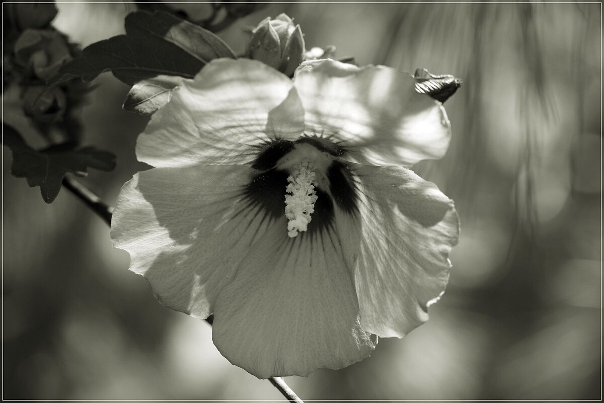 Hibíscus syríacus Цветок гибискуса сирийского - wea *