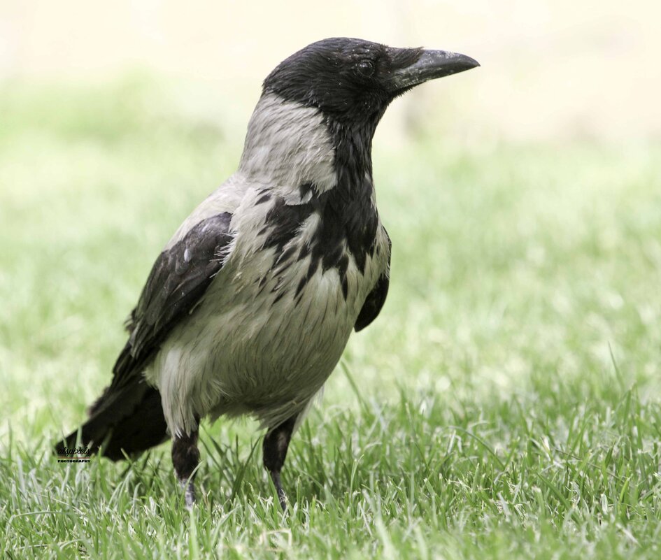 Hooded crow - Al Pashang 