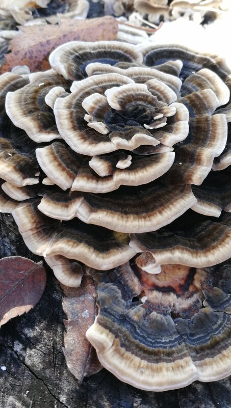 Trametes versicolor - IMir 