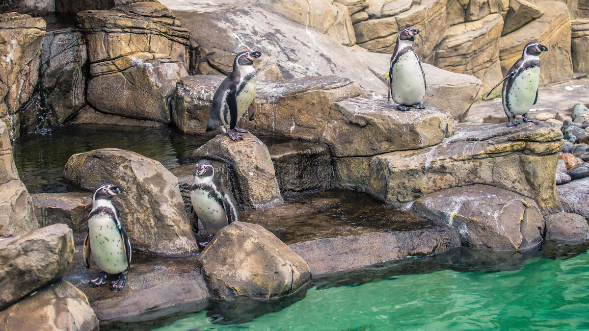 пингвины - аркадий 