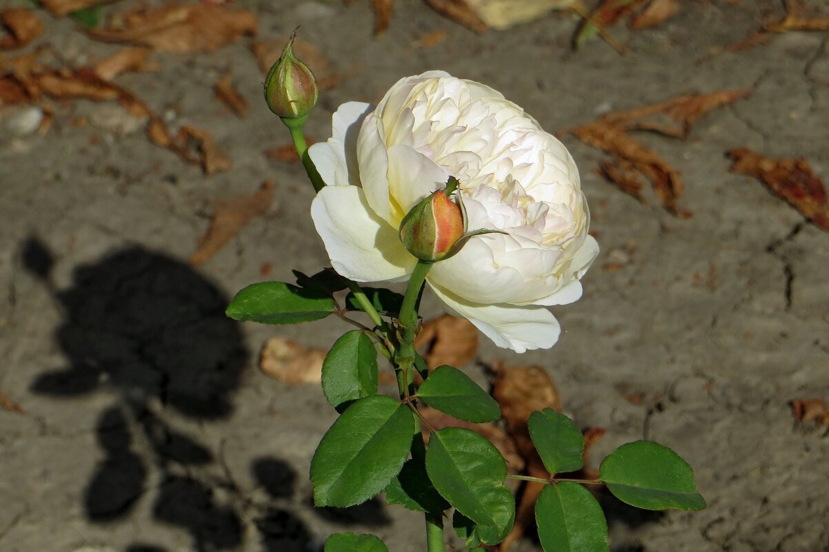 Белая роза и её тень - Татьяна Смоляниченко