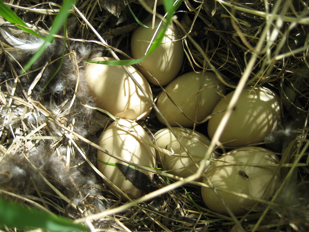 Гнездо кряквы - Anna Ivanova