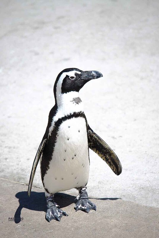 African Penguin - Al Pashang 