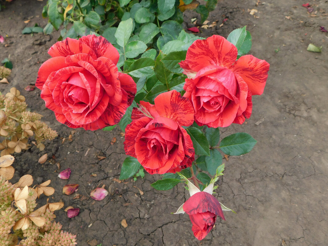 Роза чайно-гибридная Ред Интуишн - Наиля 