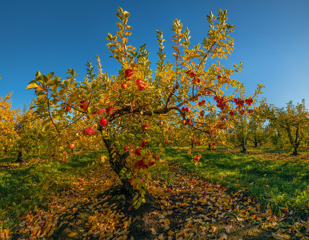Осенний яблоневый сад - Фёдор. Лашков