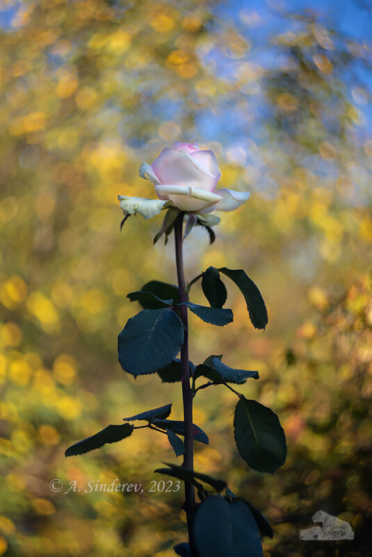 Цветок розы - Александр Синдерёв