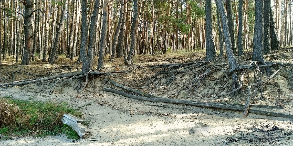 Берег леса - Фёдор Меркурьев