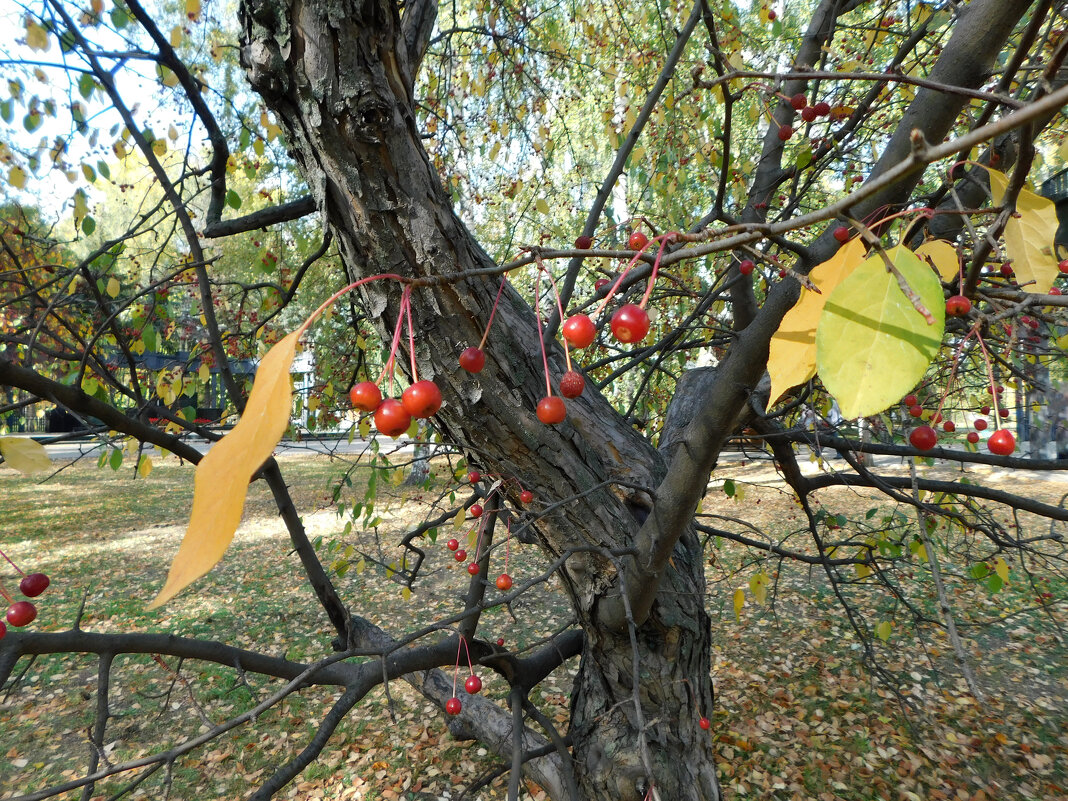 Осень в парке Урицкого - Наиля 