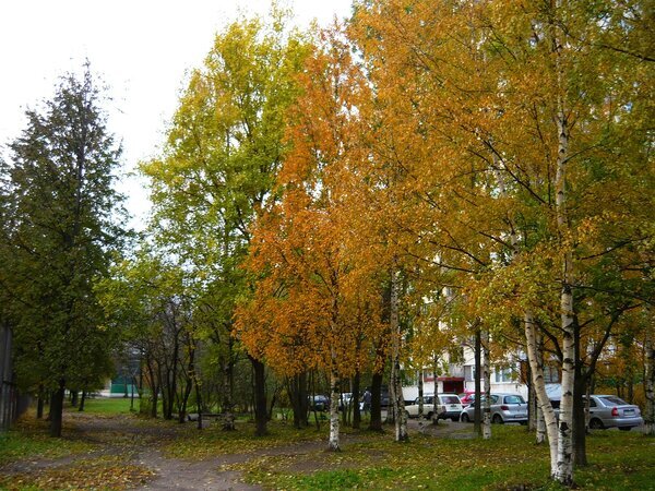Во дворе осенью - Вера Щукина