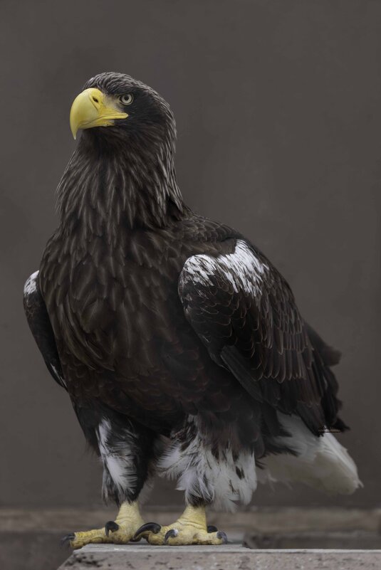 Steller&#39;s sea eagle - Al Pashang 