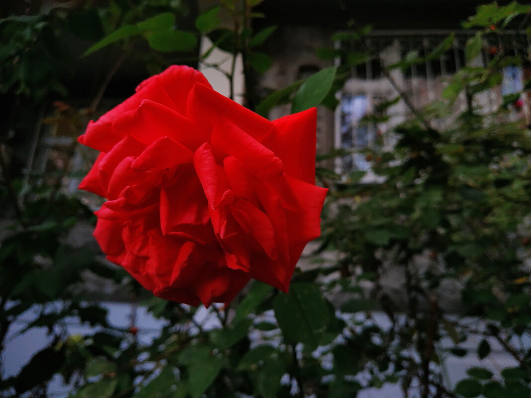 Одинокая и грустная роза - Андрей Лукьянов