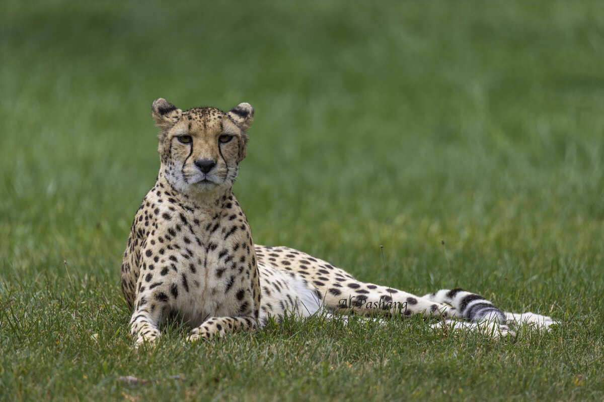 Cheetah - Al Pashang 