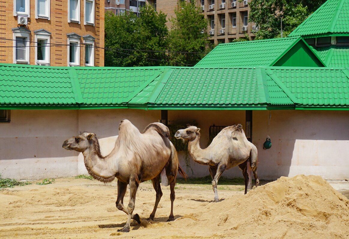 В московском зоопарке - Ольга 