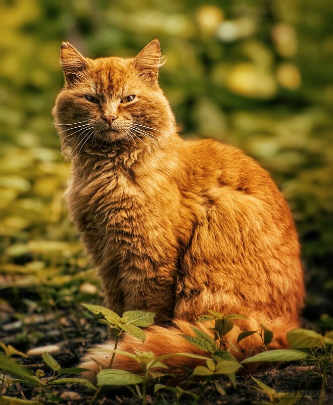 Рыжий кот - Алексей Архипов