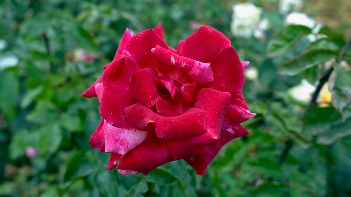 Роза - Лютый Дровосек