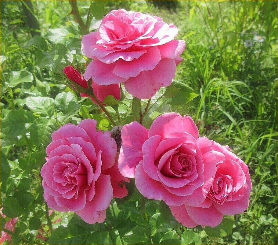 Розы цвели в саду - Натала ***