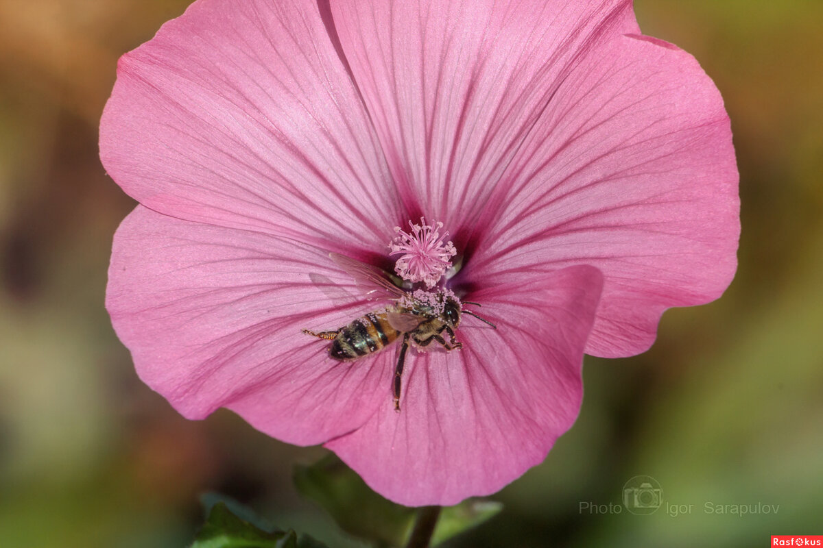 Розовая пыльца - Игорь Сарапулов