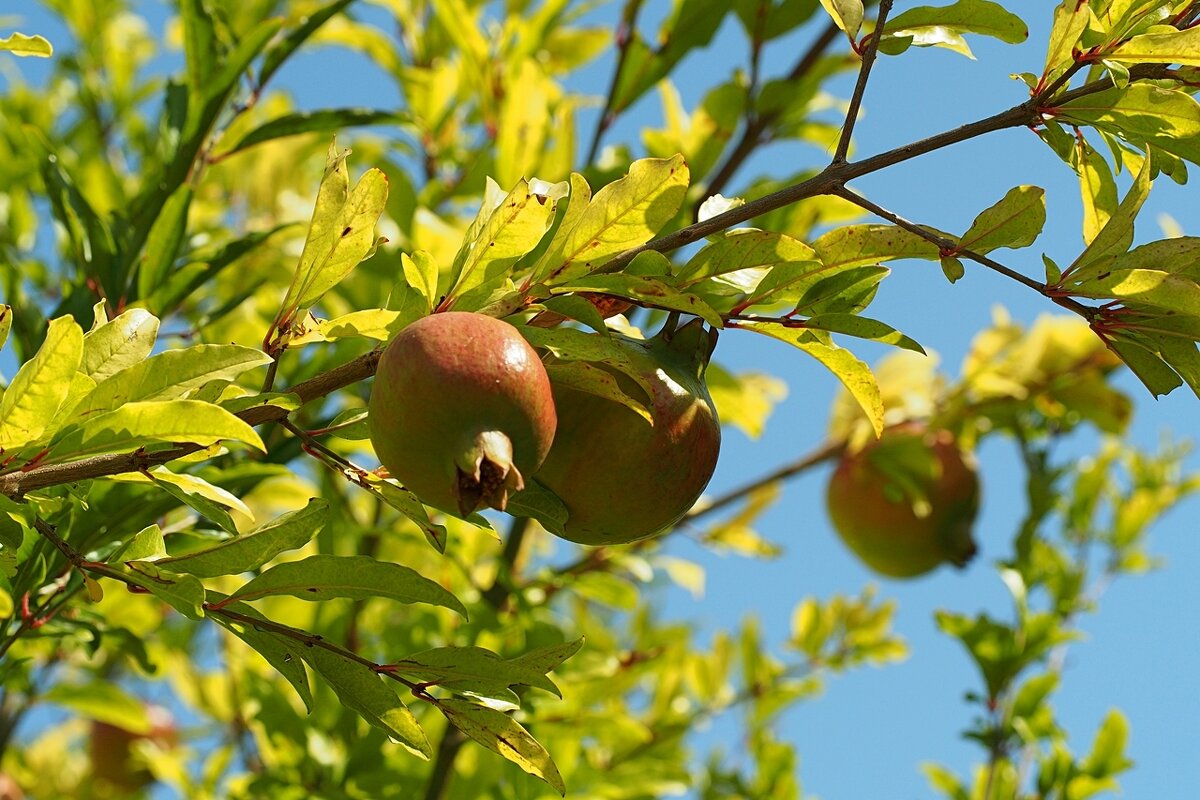 Плоды гранатового дерева - wea *
