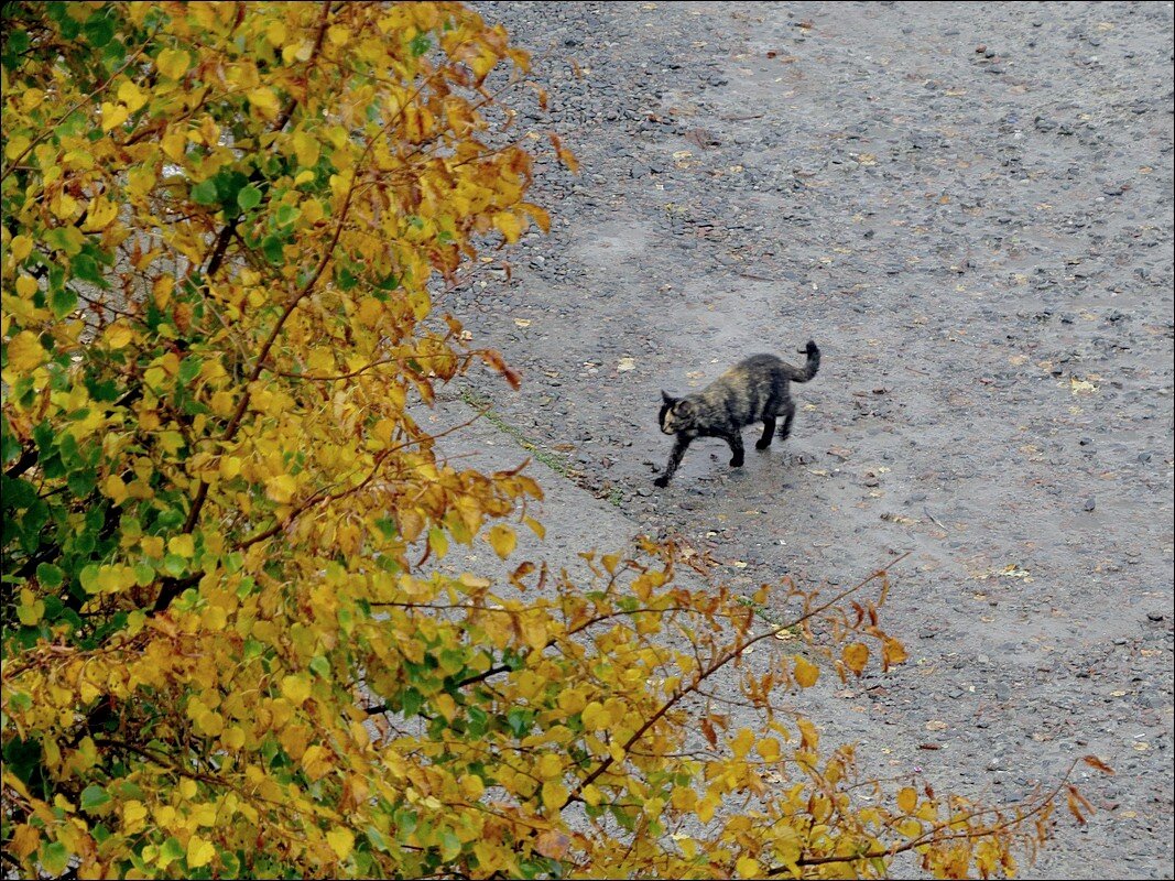 Осенний уголок - Сеня Белгородский