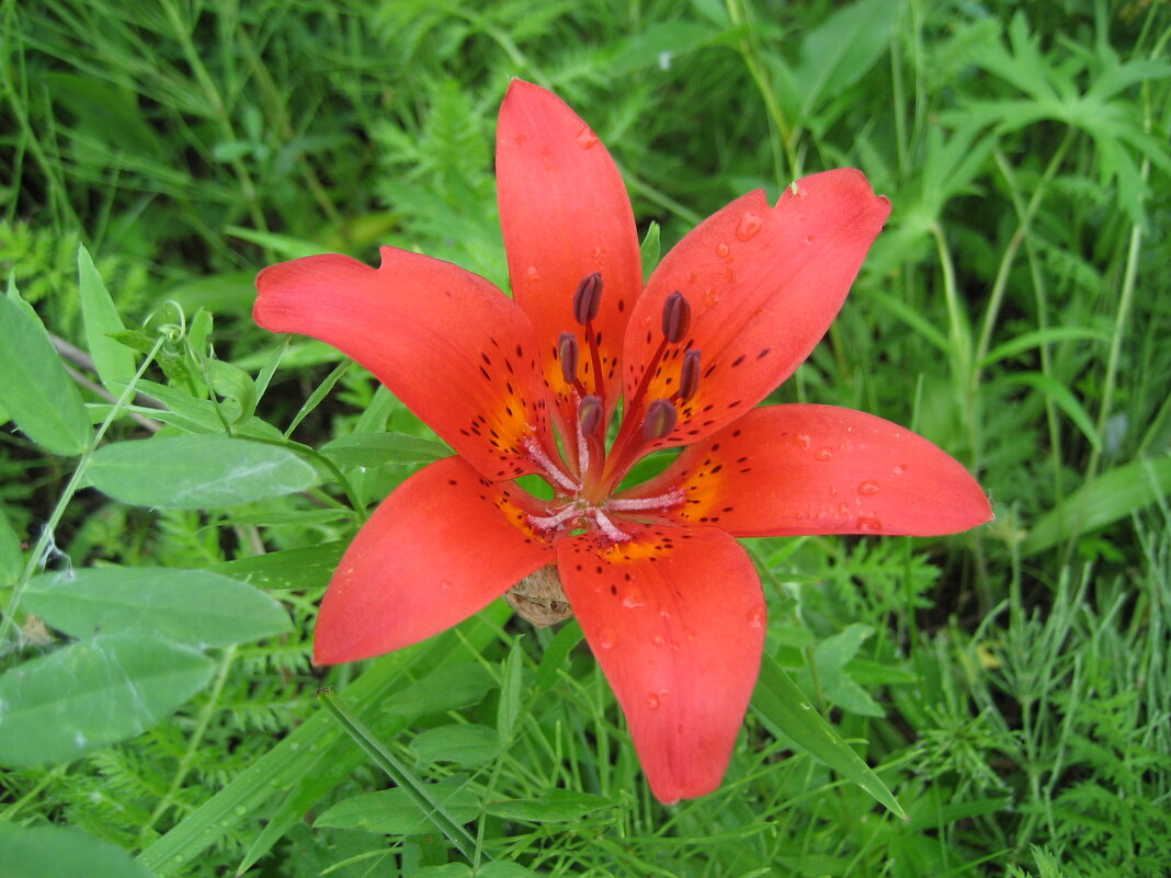 Цветок Сардаана - символ красоты якутского лета